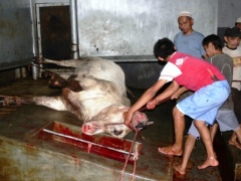 abused-australian-live-export-steer-slaughtered