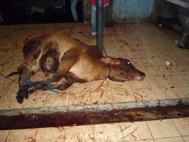 Australian-steer-beaten-prior-to-roped-slaughter