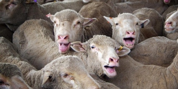 crammed-sheep
